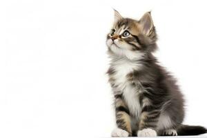 AI generated Playful funny kitten looking up isolated on a white background. AI Generated photo