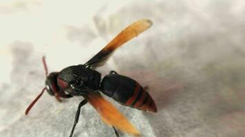 un abeja es silencio y se mueve sus cola. video