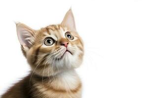 AI generated Playful funny kitten looking up isolated on a white background. AI Generated photo