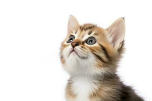 AI generated Playful funny kitten looking up isolated on a white background. AI Generated photo