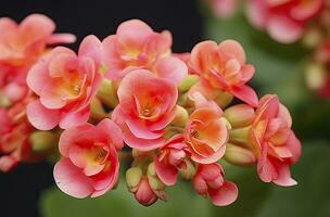 AI generated Kalanchoe Blossfeldiana. AI Generated photo