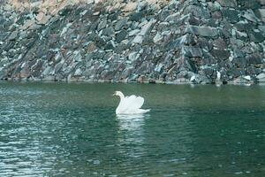 White Swam with Matsumoto Castle or Crow Castle, is one of Japanese premier historic castles in easthern Honshu. Landmark and popular for tourists attraction in Matsumoto city, Nagano, Japan photo