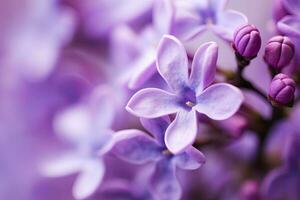 AI generated Lilac blossom macro background with copy space. AI Generated photo