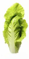 AI generated Lettuce isolated on white background. AI Generated photo