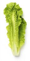 AI generated Lettuce isolated on white background. AI Generated photo