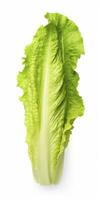 AI generated Lettuce isolated on white background. AI Generated photo