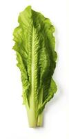 AI generated Lettuce isolated on white background. AI Generated photo