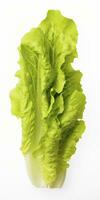 AI generated Lettuce isolated on white background. AI Generated photo