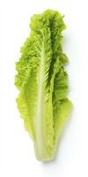 AI generated Lettuce isolated on white background. AI Generated photo