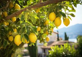 AI generated Lemons growing in a sunny garden on Amalfi coast in Italy. AI Generated photo