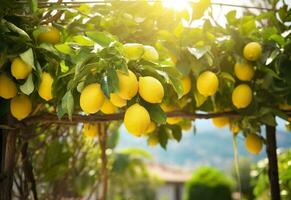 AI generated Lemons growing in a sunny garden on Amalfi coast in Italy. AI Generated photo