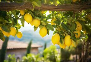 AI generated Lemons growing in a sunny garden on Amalfi coast in Italy. AI Generated photo