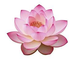 AI generated Lotus flower on white background. AI Generated photo