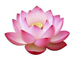 AI generated Lotus flower on white background. AI Generated photo