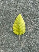 One green leaf photo