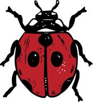 Single sketch style red ladybug illustration black lineart isolated on white background vector