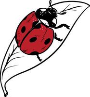 Sketch style ladybug red crawling on leaf black lineart isolated on white background vector