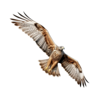 ai generiert fliegend Adler auf transparent Hintergrund - - ai generiert png