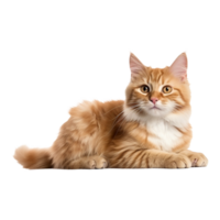 ai gerado lindo gato em transparente fundo - ai gerado png