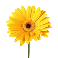 ai généré Jaune fleur sur transparent Contexte - ai généré png