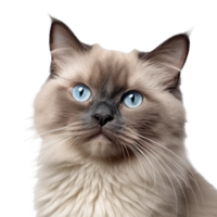 ai generado hermosa gato en transparente antecedentes - ai generado png