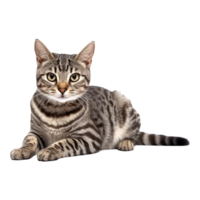 ai generato bellissimo gatto su trasparente sfondo - ai generato png