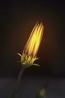 Yellow Glowing flower photo