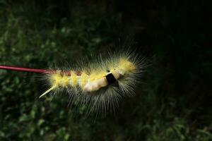 yellowish-white caterpillars crawling on a branch photo