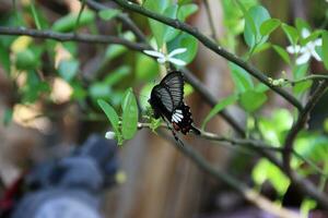 hermosa negro negro monarca mariposa foto