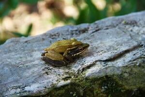 Asian tree frog mating on the rock photo