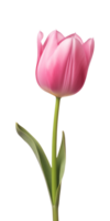 ai generado rosado tulipán flor aislado en un transparente fondo, png