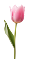 AI generated Pink tulip flower isolated on a transparent background, PNG