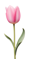 ai generado rosado tulipán flor aislado en un transparente fondo, png