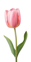 ai generado rosado tulipán flor aislado en un transparente fondo, png
