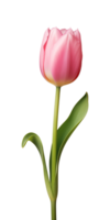 ai generado rosado tulipán flor aislado en un transparente fondo, png