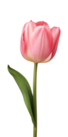 AI generated Pink tulip flower isolated on a transparent background, PNG