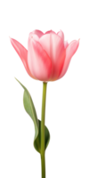 ai generado rosado tulipán flor aislado en un transparente fondo, png