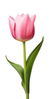 ai généré rose tulipe fleur isolé sur une transparent arrière-plan, png