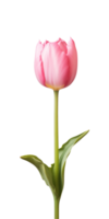 ai gegenereerd roze tulp bloem geïsoleerd Aan een transparant achtergrond, PNG