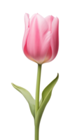 ai generado rosado tulipán flor aislado en un transparente fondo, png