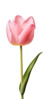 AI generated Pink tulip flower isolated on a transparent background, PNG