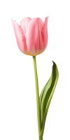 ai generado rosado tulipán flor aislado en un transparente fondo, png