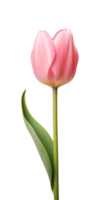 AI generated Pink tulip flower isolated on a transparent background, PNG