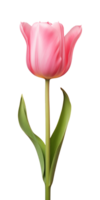 AI generated Pink tulip flower isolated on a transparent background, PNG