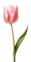 ai generado rosado tulipán flor aislado en un transparente fondo, png