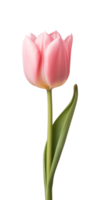 AI generated Pink tulip flower isolated on a transparent background, PNG