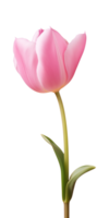 ai gegenereerd roze tulp bloem geïsoleerd Aan een transparant achtergrond, PNG