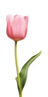 ai généré rose tulipe fleur isolé sur une transparent arrière-plan, png