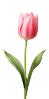 ai generado rosado tulipán flor aislado en un transparente fondo, png