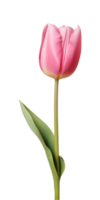 ai gerado Rosa tulipa flor isolado em uma transparente fundo, png